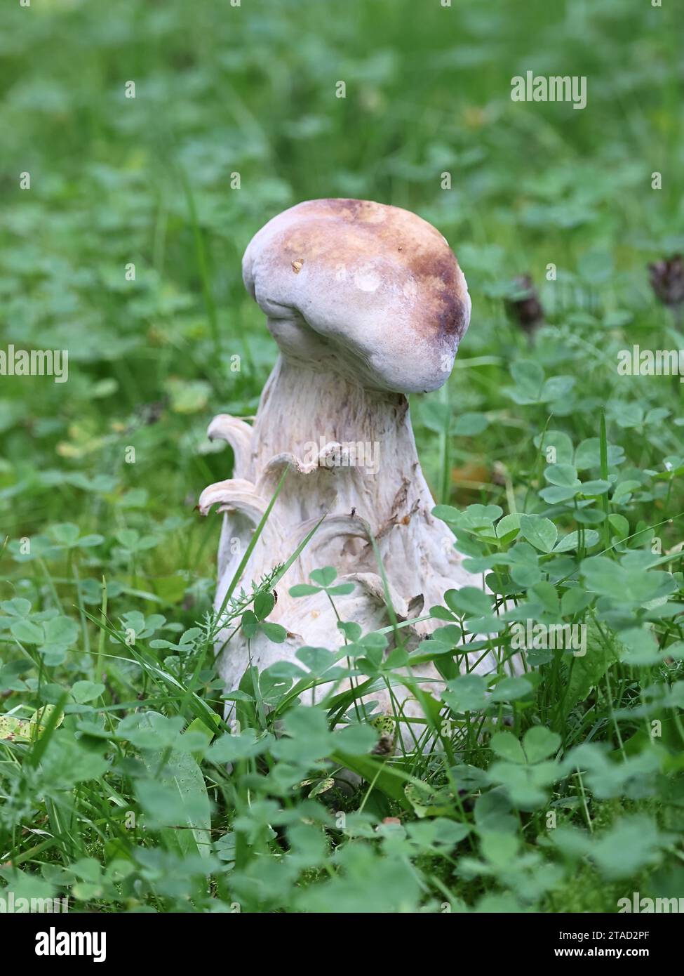 Hypomyces chrysospermus, known as Bolete eater or bolete mould, , a parasitic ascomycete fungus that grows on bolete mushrooms Stock Photo