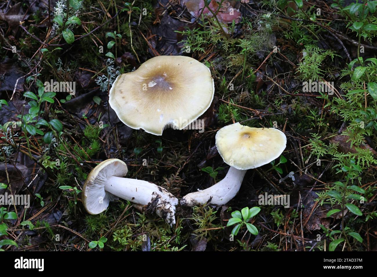 Tricholoma arvernense, also called Tricholoma sejunctoides, a knight mushroom from Finland, no common English name Stock Photo
