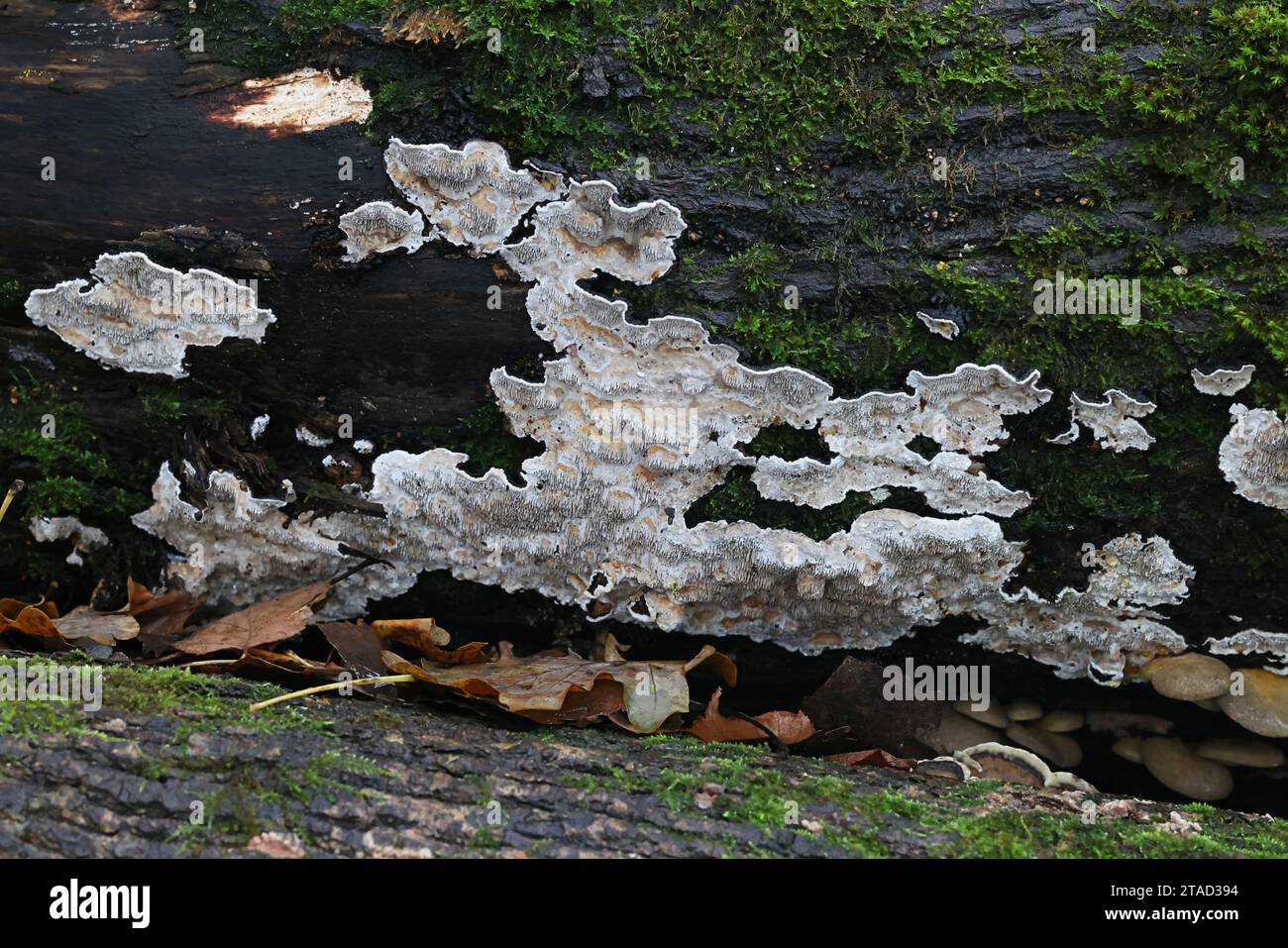 Datronia mollis, known as the Common Mazegill, bracket fungus from Finland Stock Photo