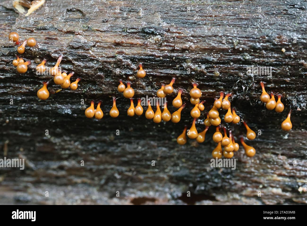 Hemitrichia clavata, a slime mold from Finland, no common English name Stock Photo