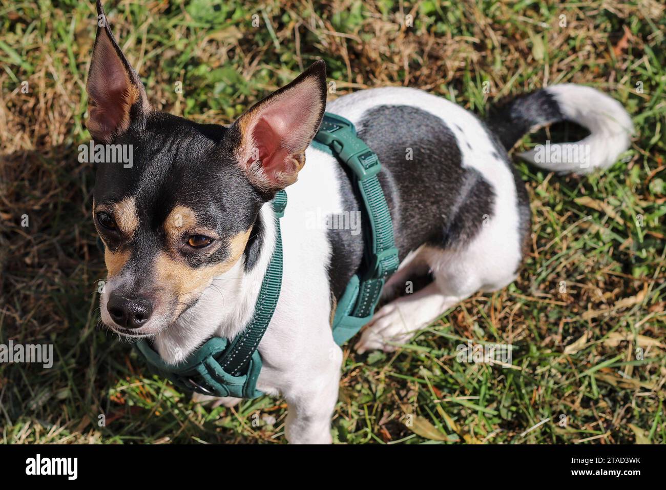 View of Puppy in yard hi-res stock photography and images - Alamy