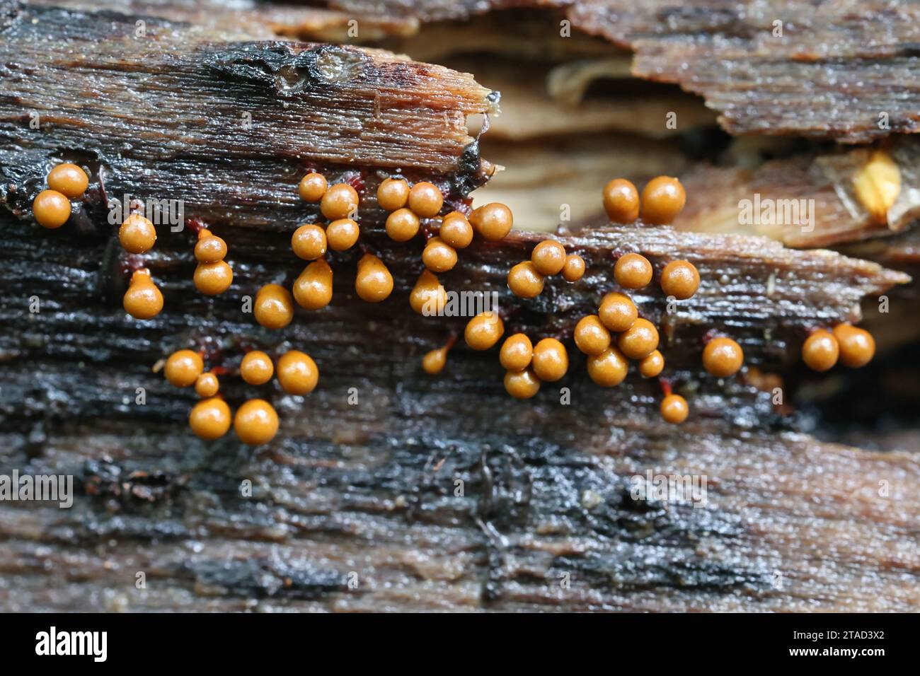 Hemitrichia clavata, a slime mold from Finland, no common English name Stock Photo