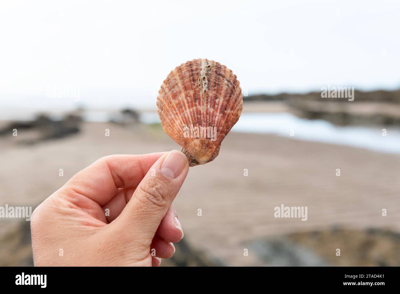 Worm casts on Variegated Scallop shell Stock Photo