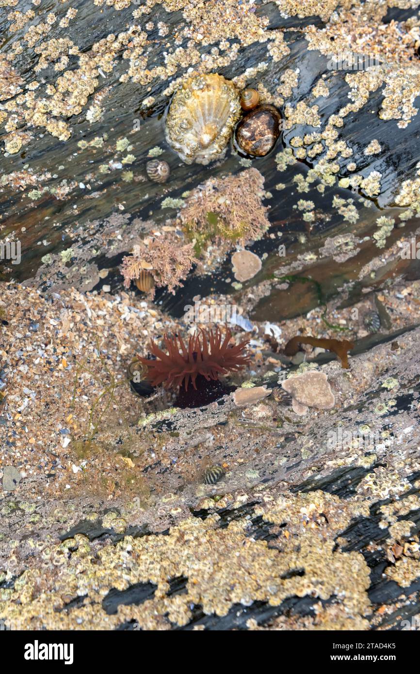 Beadlet anemone, limpets,topshells and periwinkles in small rockpool Stock Photo