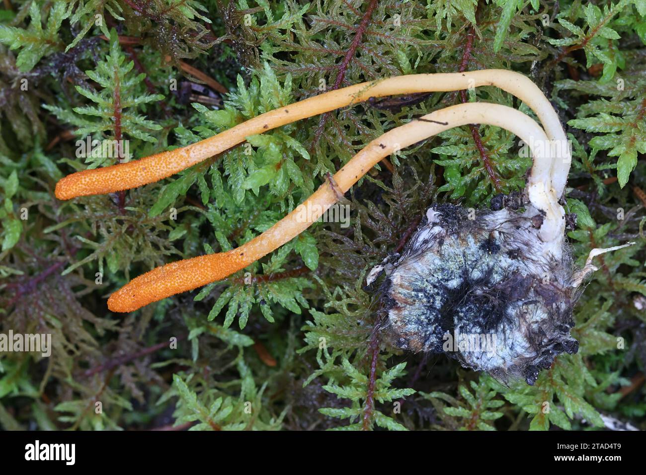 Cordyceps militaris, commonly known as Scarlet Caterpillar Club