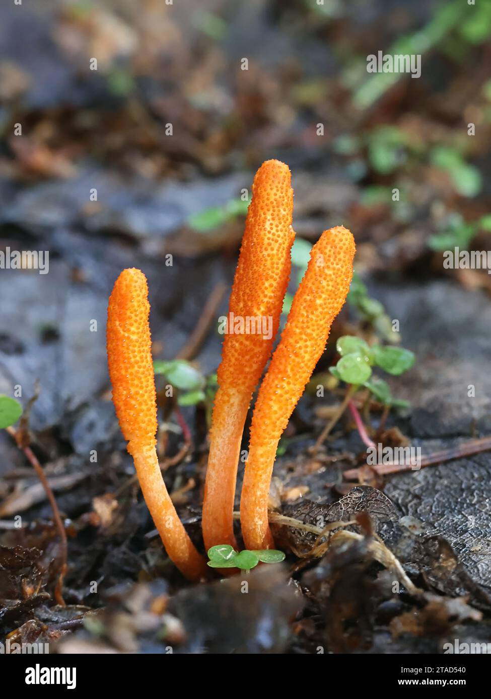 Cordyceps militaris, commonly known as Scarlet Caterpillar Club