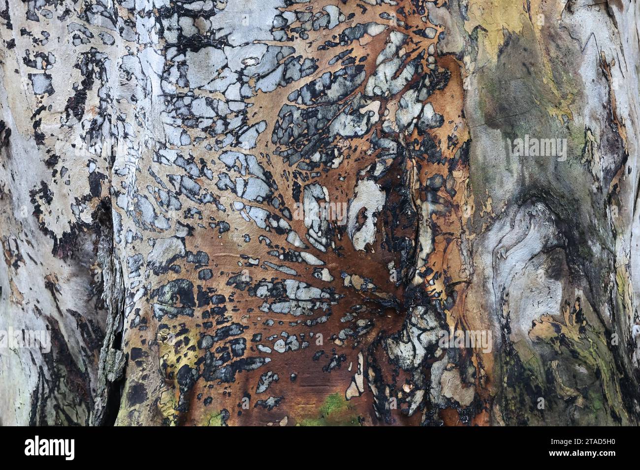 Textured wood surface of a massive elm stump Stock Photo