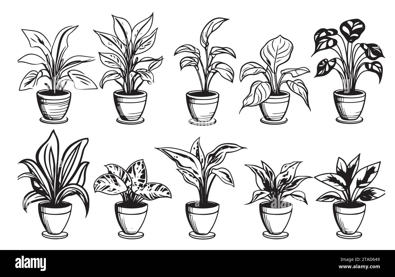 Vector set of sketches house plants in pots on a white background