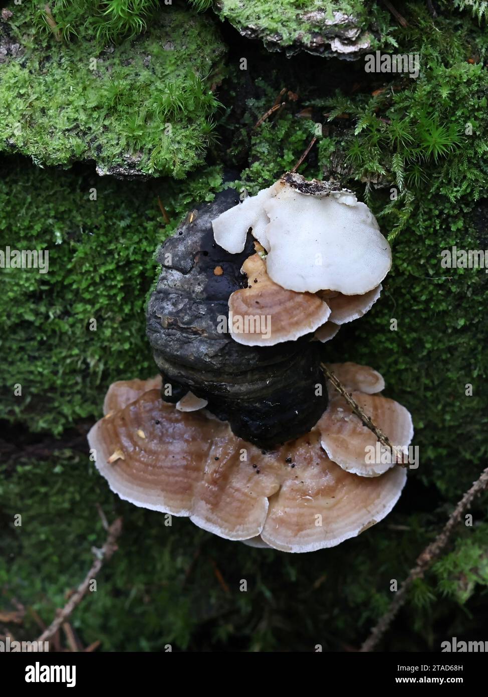 Antrodiella pallescens, a polypore, growing on tinder fungus, Fomes fomentarius Stock Photo