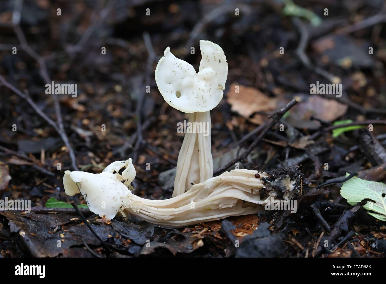 Helvella crispa, known as the white saddle, elfin saddle or common helvel, wild fungus from Finland Stock Photo
