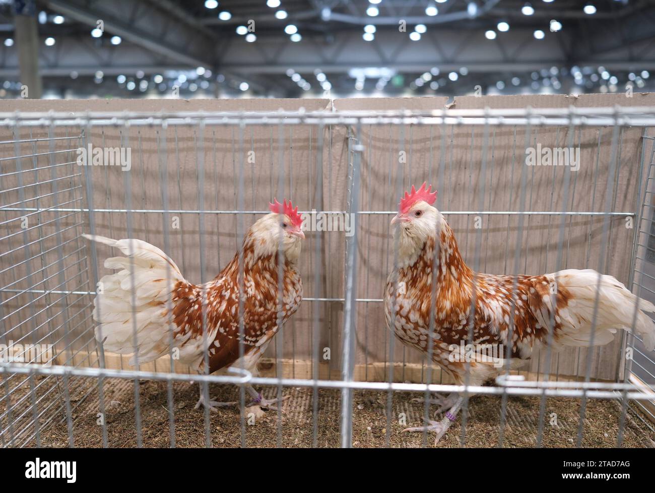 Leipzig, Germany. 30th Nov, 2023. Thuringian dwarf bearded chickens in their cages. From December 1 to 3, 2023, the 127th Lipsia Federal Show and the 27th Breed Pigeon Show will take place at the Leipzig Trade Fair, where over 21,000 animals will be shown and subjected to professional evaluation. Credit: Sebastian Willnow/dpa/Alamy Live News Stock Photo