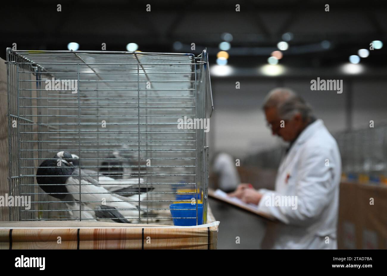 Leipzig, Germany. 30th Nov, 2023. A judge evaluates the animals. From December 1 to 3, 2023, the 127th Lipsia Federal Show and the 27th Breed Pigeon Show will take place at the Leipzig Trade Fair, where over 21,000 birds will be exhibited and professionally judged. Credit: Patricia Bartos/dpa/Alamy Live News Stock Photo