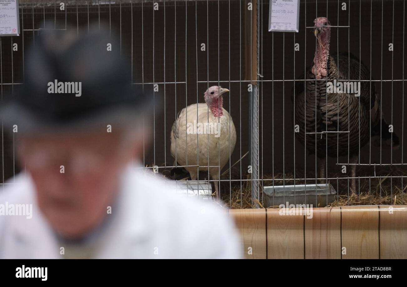 Leipzig, Germany. 30th Nov, 2023. Turkeys in cages. From December 1 to 3, 2023, the 127th Lipsia Federal Show and the 27th Breed Pigeon Show will take place at the Leipzig Trade Fair, where over 21,000 animals will be exhibited and professionally judged. Credit: Sebastian Willnow/dpa/Alamy Live News Stock Photo
