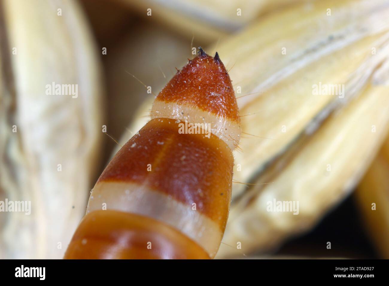 Mealworm Beetle larva Tenebrio molitor, body end with distinctive teeth and spikes on