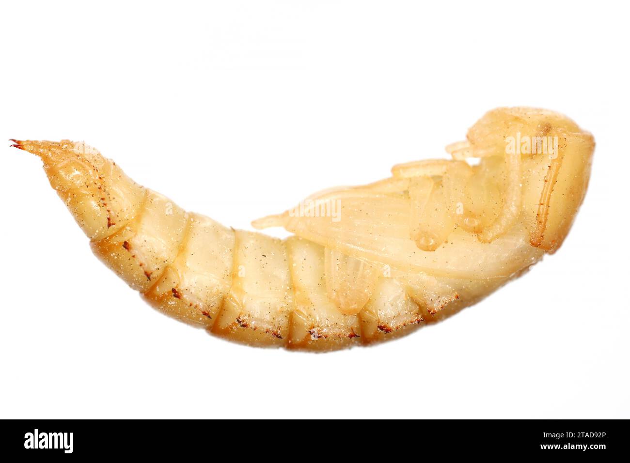 Pupa of Darkling beetle, Tenebrio molitor from side on white background