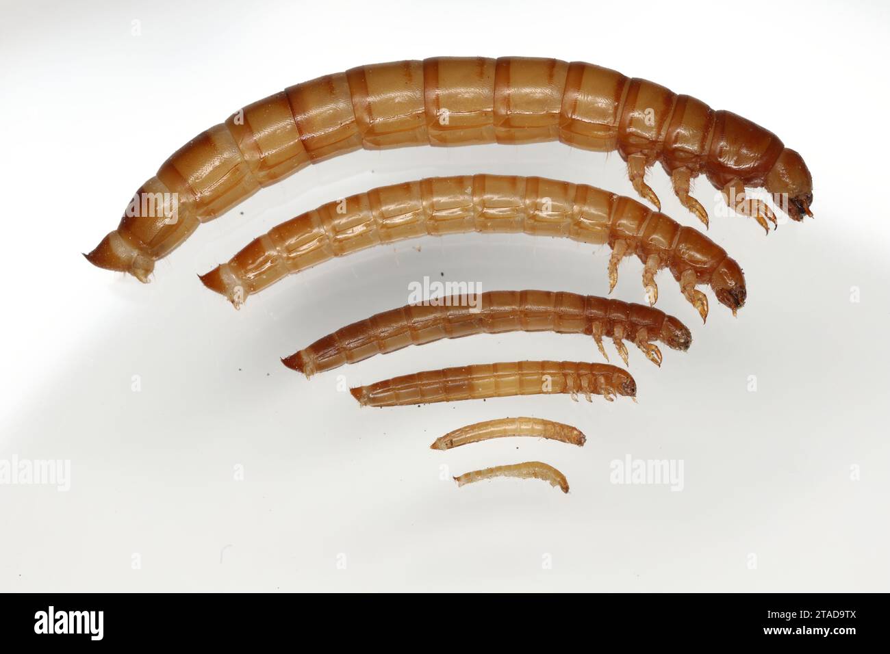 Maggots hi-res stock photography and images - Page 4 - Alamy