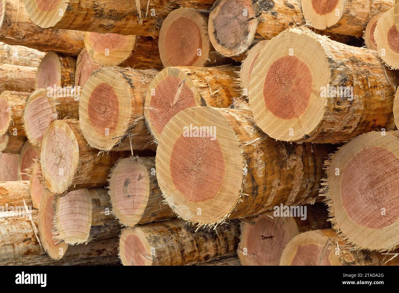 Harvested & skinned Douglas Fir 'Pseudotsuga menziesii' logs at lumbermill, California. Stock Photo