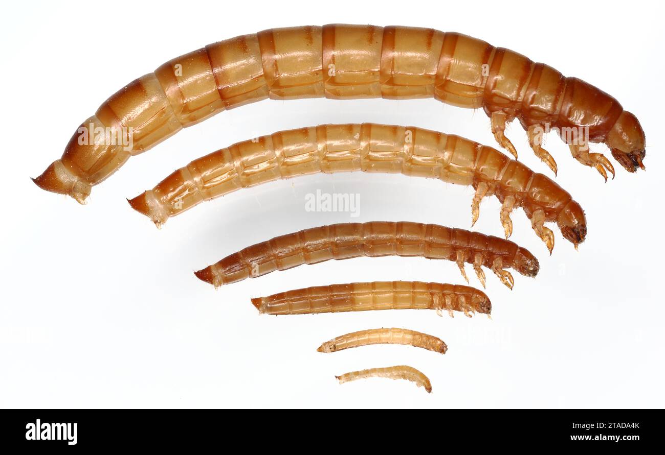 Darkling beetle larvae Cut Out Stock Images & Pictures - Alamy