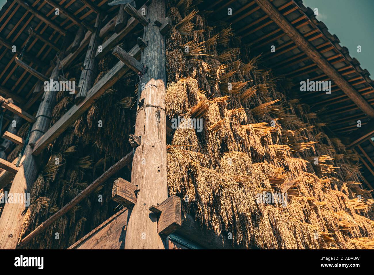 bumper harvest, gold Stock Photo Alamy