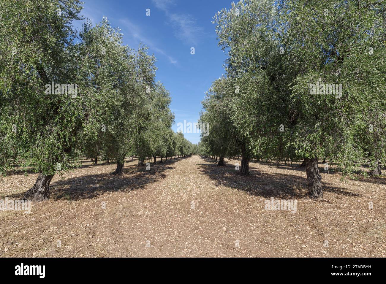 Grove of olive trees in Puglia, Italy Stock Photo