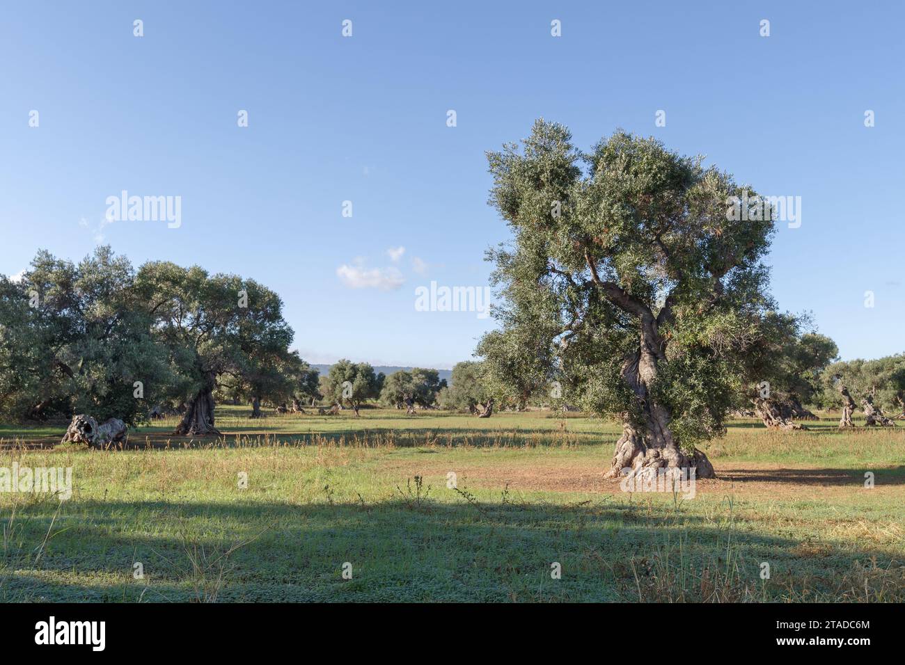 Grove of olive trees in Puglia, Italy Stock Photo