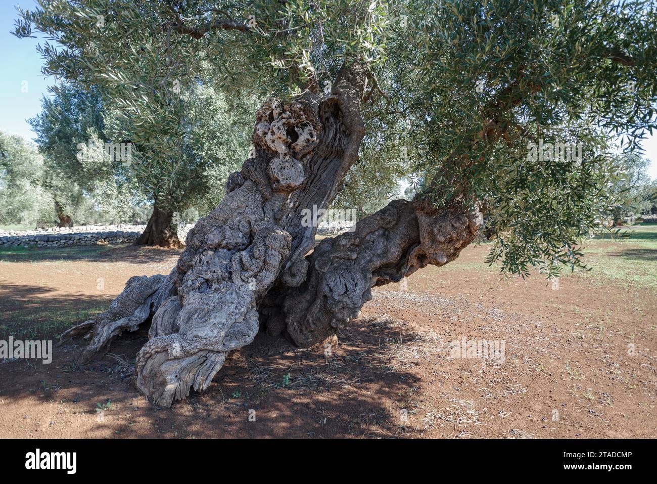 Tree trunk of centuries old olive tree, Puglia, Italy Stock Photo