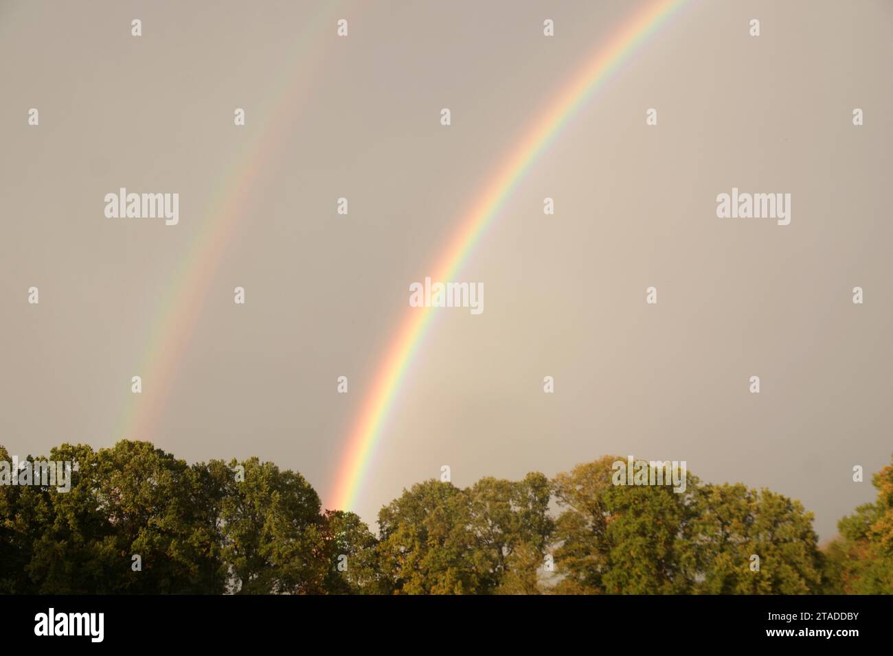 Rainbow, double, detail, nature, autumn, colourful, treetops, The bright colours of the rainbow appear in the grey autumn sky Stock Photo