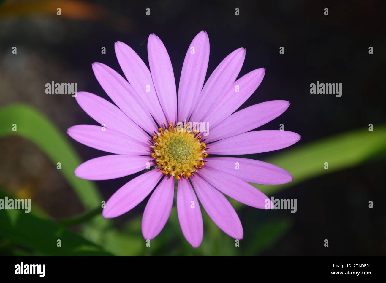 Single Lilac Coloured Osteospermum Jucundum (African Daisy) Flower grown in the Borders at RHS Bridgewater, Worsley, Salford, Greater Manchester, Eng Stock Photo