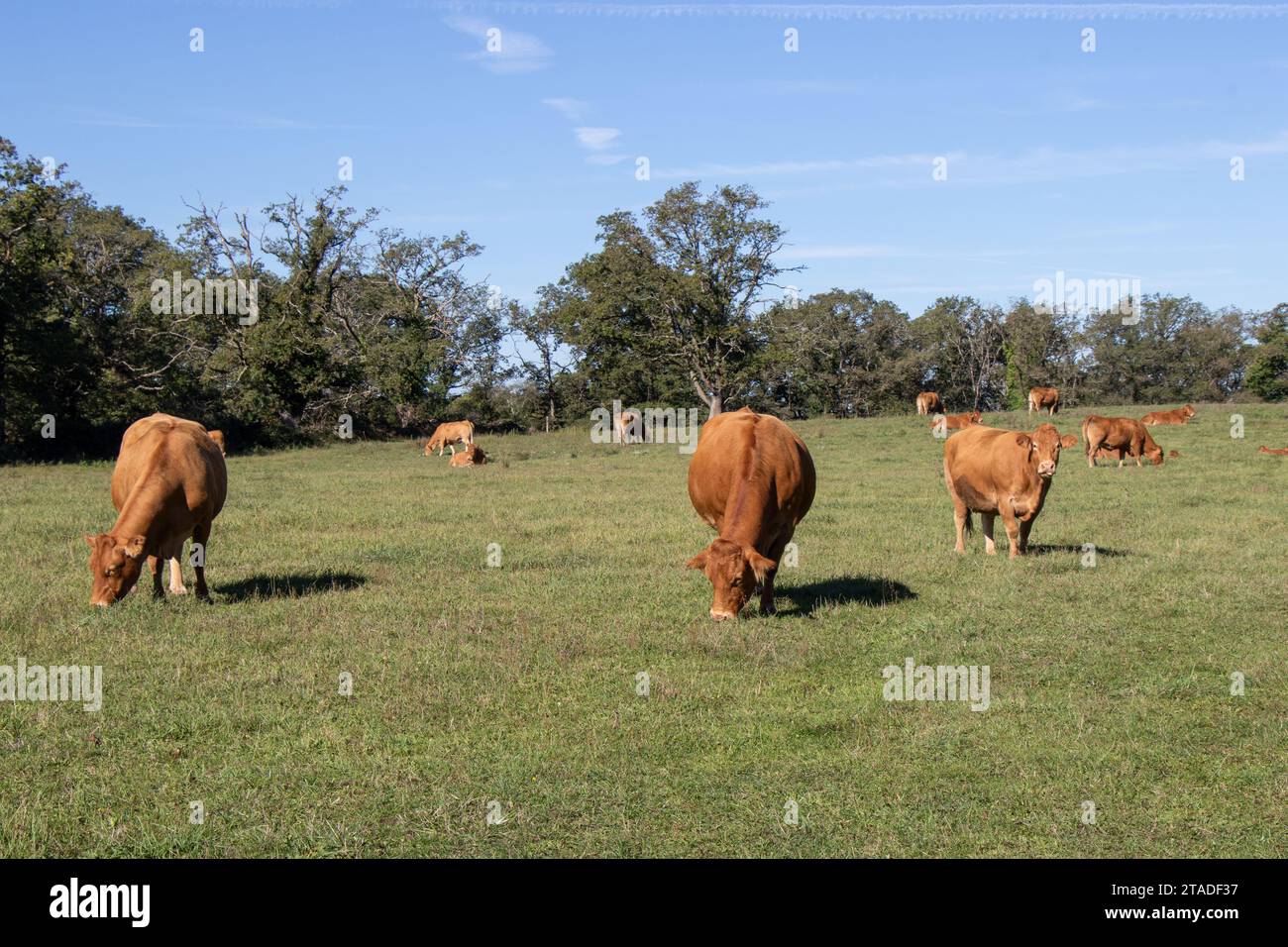 Limousin cattle grazing in a field on a sunny day. Stock Photo