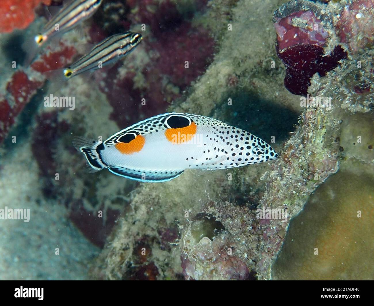 Juvenile Mirror Spotted Sunfish (Coris aygula), dive site House Reef, Mangrove Bay, El Quesir, Red Sea, Egypt Stock Photo
