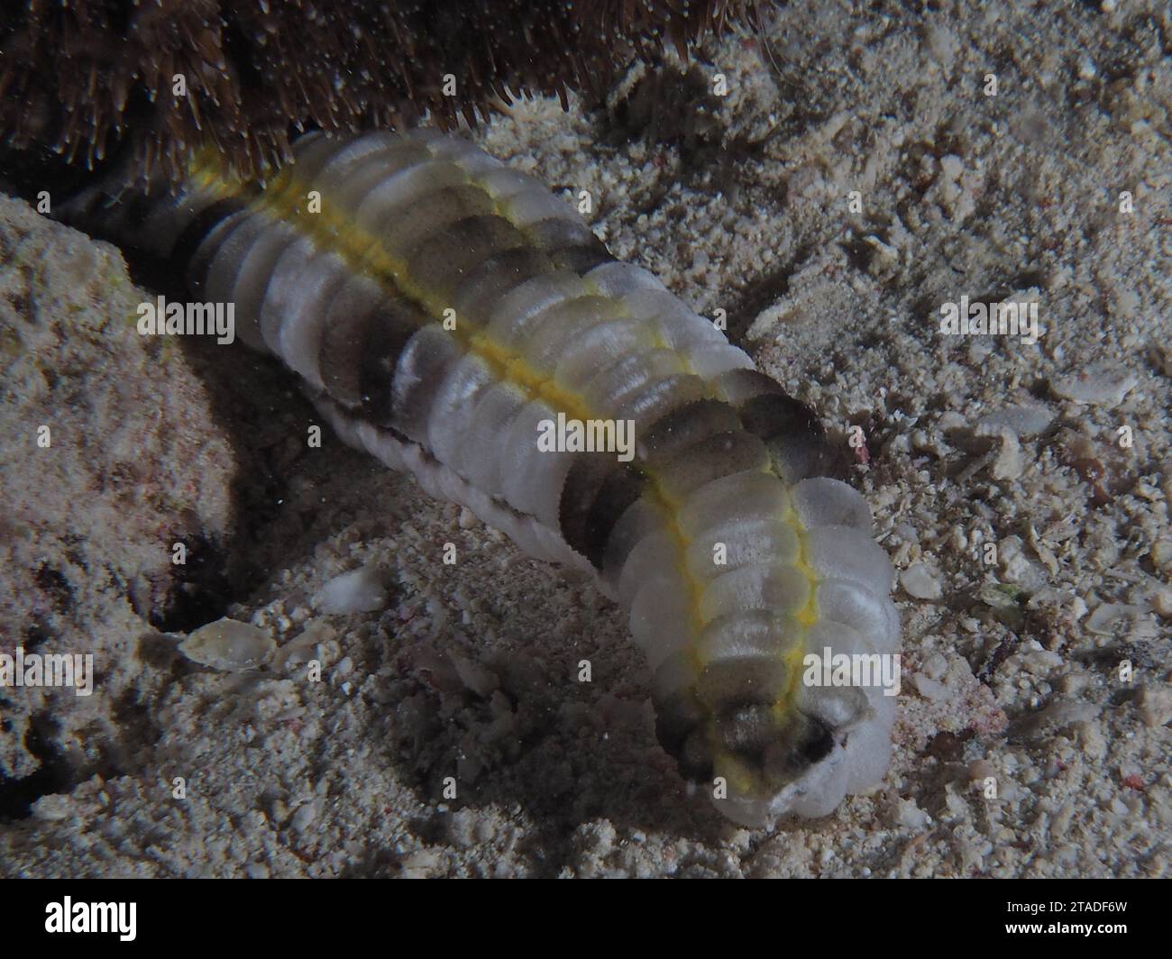 Worm sea cucumber (Synapta maculata), dive site Small Gifton, Hurghada, Egypt, Red Sea Stock Photo
