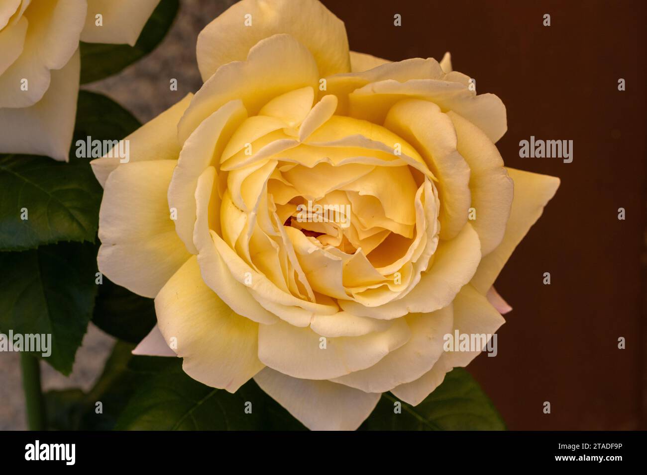 Rose green screen hi-res stock photography and images - Alamy