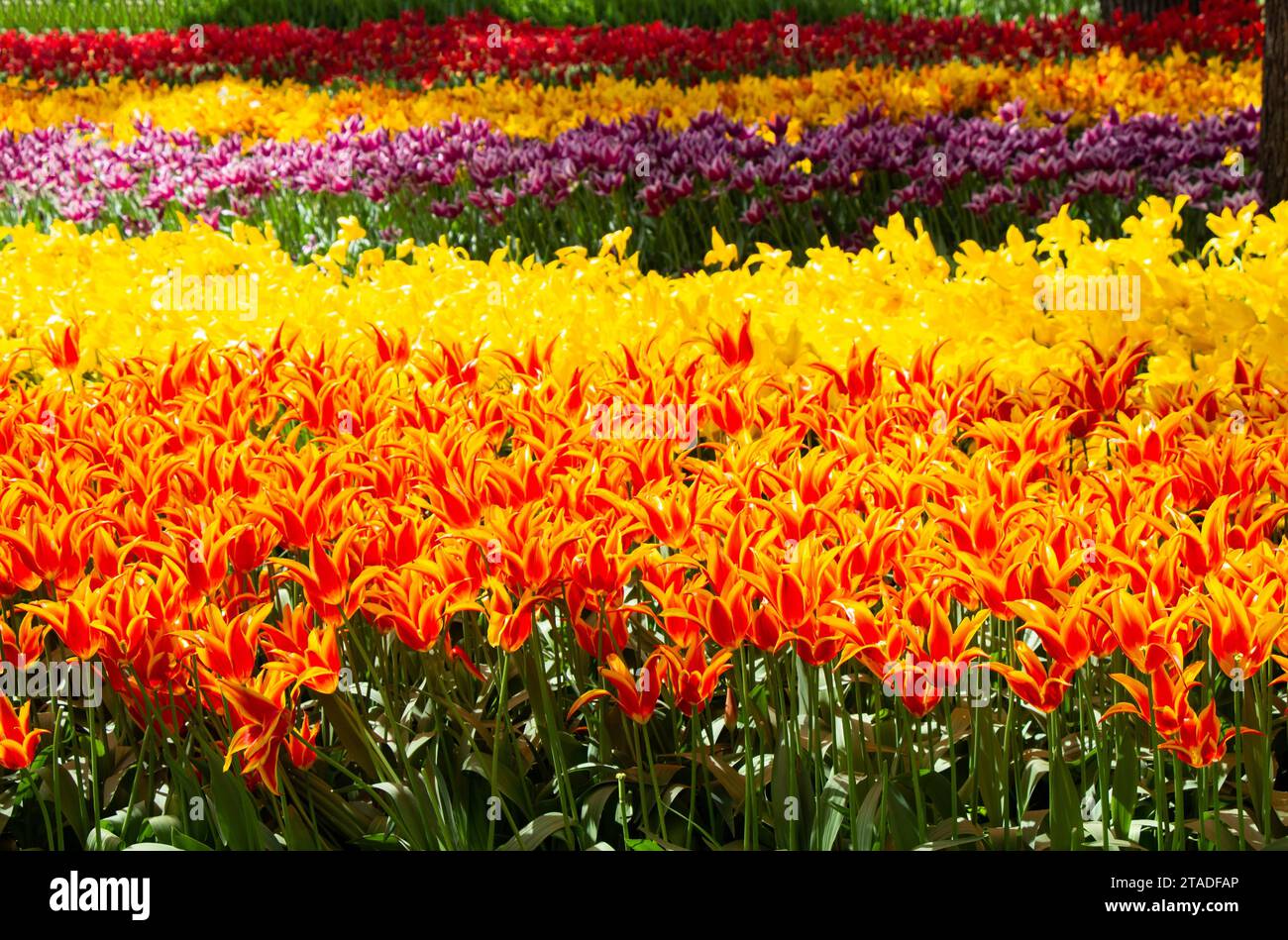 Blooming tulips flowers in as floral plant background Stock Photo - Alamy