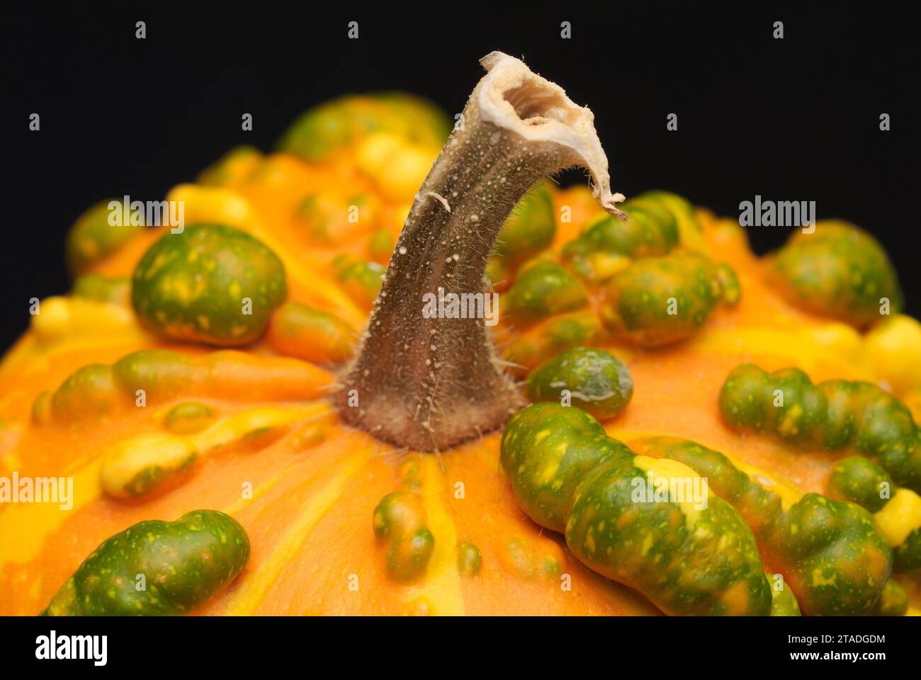 detail of pumpkin with bumps Stock Photo - Alamy