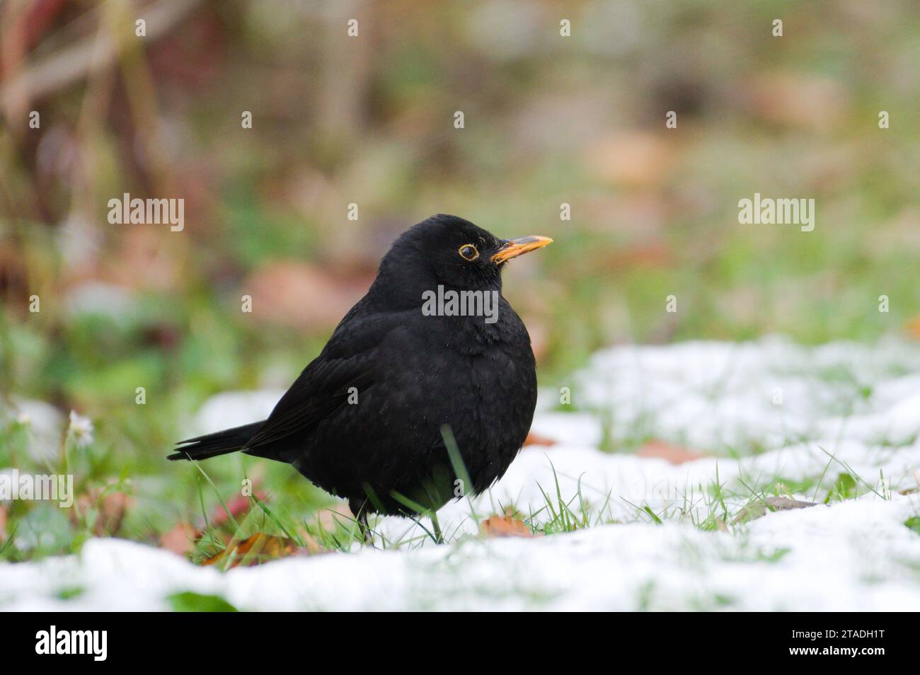 Song bird turdus merula aka eurasian blackbird is searching for food in the grass covered by snow. The most common bird in czech republic. Stock Photo