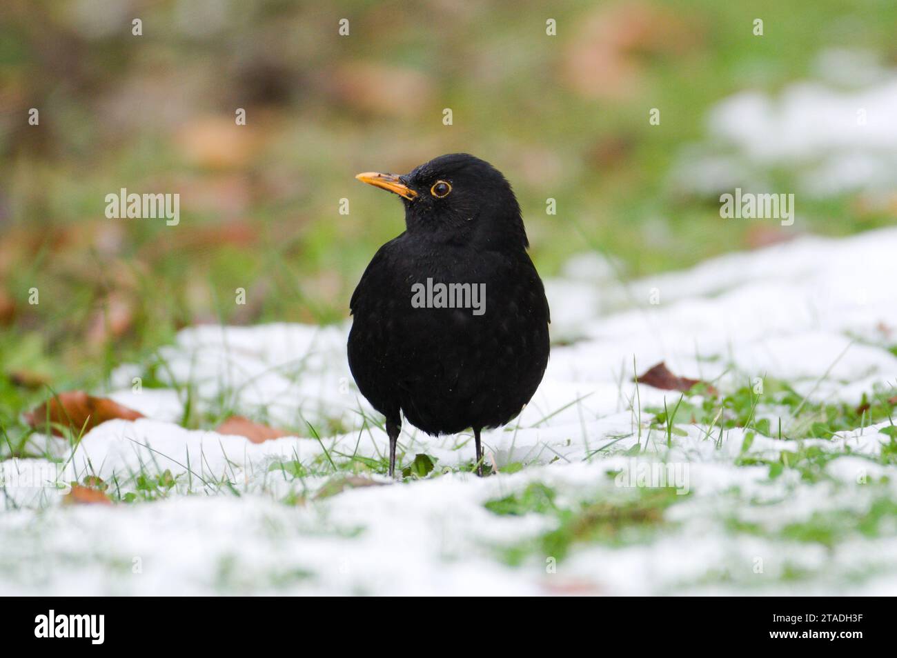 Song bird turdus merula aka eurasian blackbird is searching for food in the grass covered by snow. The most common bird in czech republic. Stock Photo