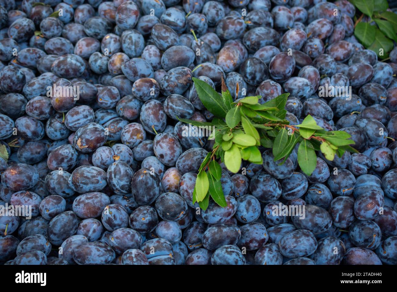 Ripe blue plum fruits harvested in fall as nackground texture Stock Photo