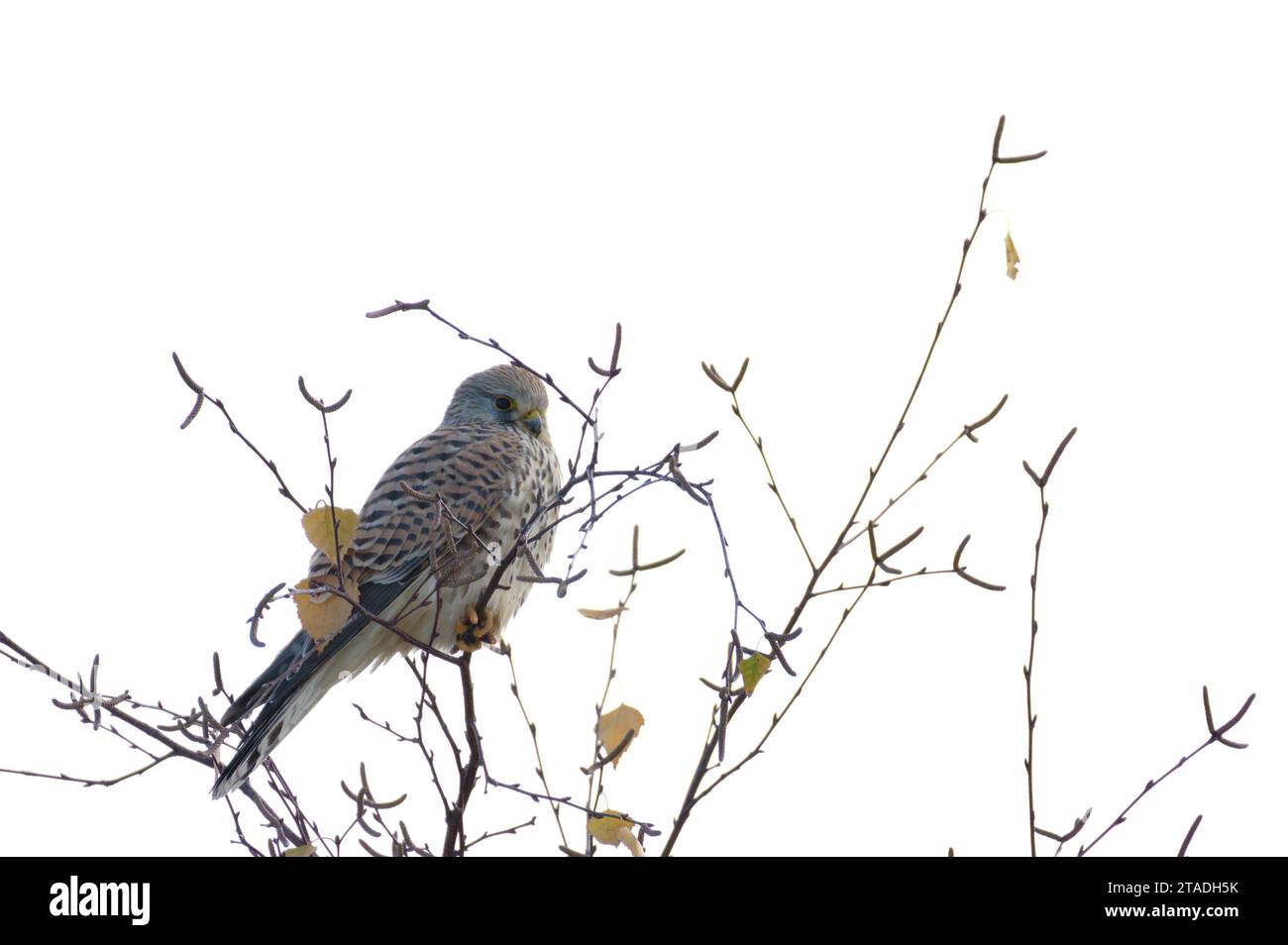 Falco tinnunculus aka common kestrel is sitting on the top of the tree in winter. Very nice coloured bird of prey, quite common in Czech republic. Stock Photo