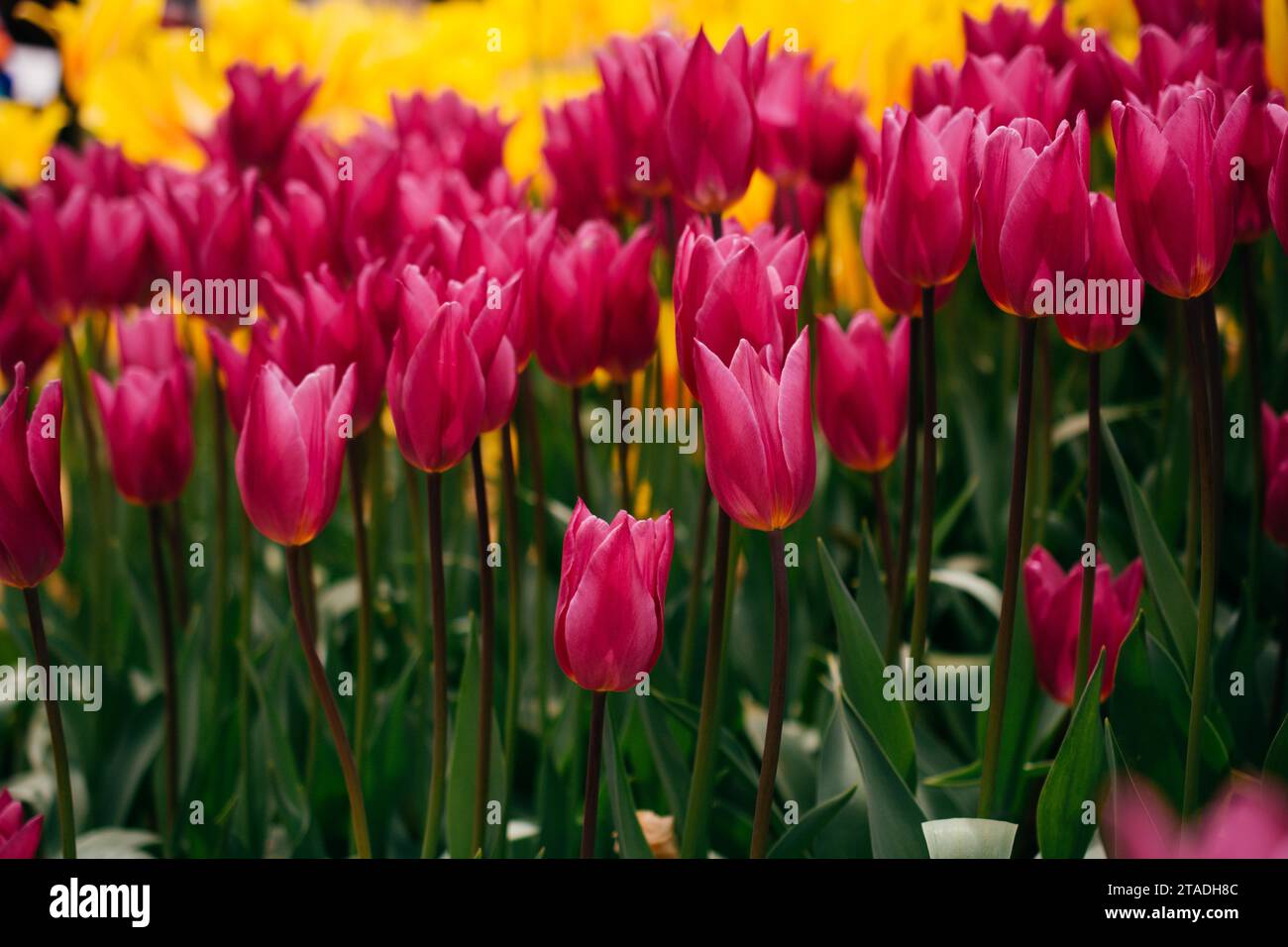 Colorful tulip flowers bloom in the spring garden Stock Photo - Alamy