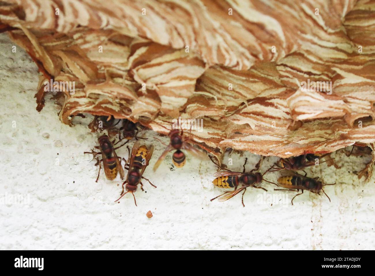 03.09.2023, Iffezheim, Baden-Wuerttemberg, GER - Hornissen krabbeln an einem Hornissennest entlang. aussen, Aussenaufnahme, Baden-Wuerttemberg, Bau, Behausung, Biologie, Brutwaben, Brutzellen, deutsch, Deutschland, Europa, europaeisch, Fauna, Hornissen, Hornissennest, Iffezheim, Insekten, Jahreszeit, Natur, Nest, Nestbau, niemand, QF, Querformat, Sommer, Tiere, Tierreich, Tierwelt, Westeuropa 230903D319IFFEZHEIM.JPG *** 03 09 2023, Iffezheim, Baden Wuerttemberg, GER Hornets crawling along a hornets nest outside, outdoor shot, Baden Wuerttemberg, construction, dwelling, biology, brood combs, br Stock Photo