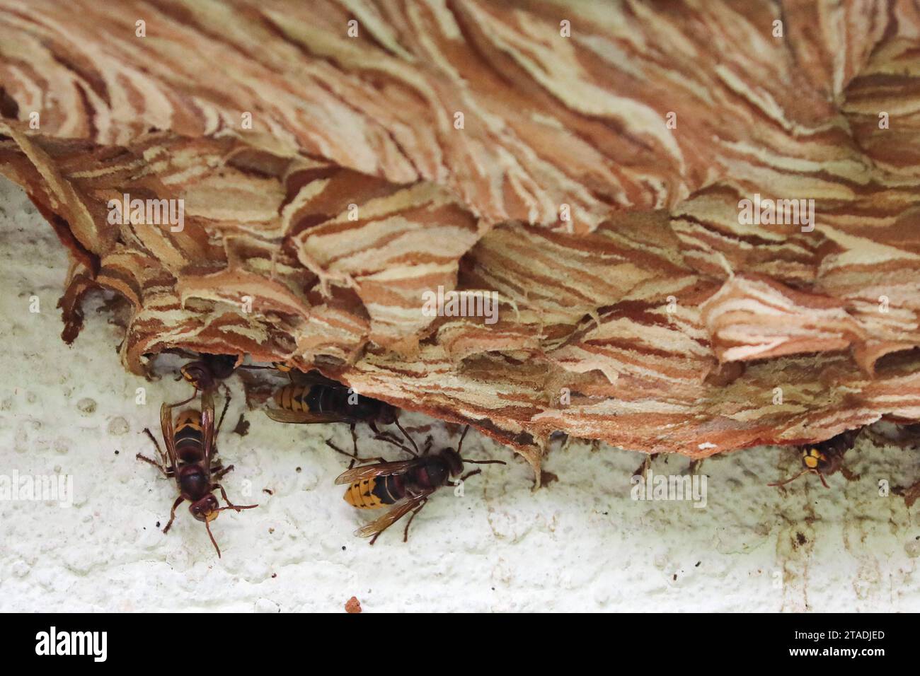 03.09.2023, Iffezheim, Baden-Wuerttemberg, GER - Hornissen krabbeln an einem Hornissennest entlang. aussen, Aussenaufnahme, Baden-Wuerttemberg, Bau, Behausung, Biologie, Brutwaben, Brutzellen, deutsch, Deutschland, Europa, europaeisch, Fauna, Hornissen, Hornissennest, Iffezheim, Insekten, Jahreszeit, Natur, Nest, Nestbau, niemand, QF, Querformat, Sommer, Tiere, Tierreich, Tierwelt, Westeuropa 230903D318IFFEZHEIM.JPG *** 03 09 2023, Iffezheim, Baden Wuerttemberg, GER Hornets crawling along a hornets nest exterior, exterior shot, Baden Wuerttemberg, construction, dwelling, biology, brood combs, Stock Photo