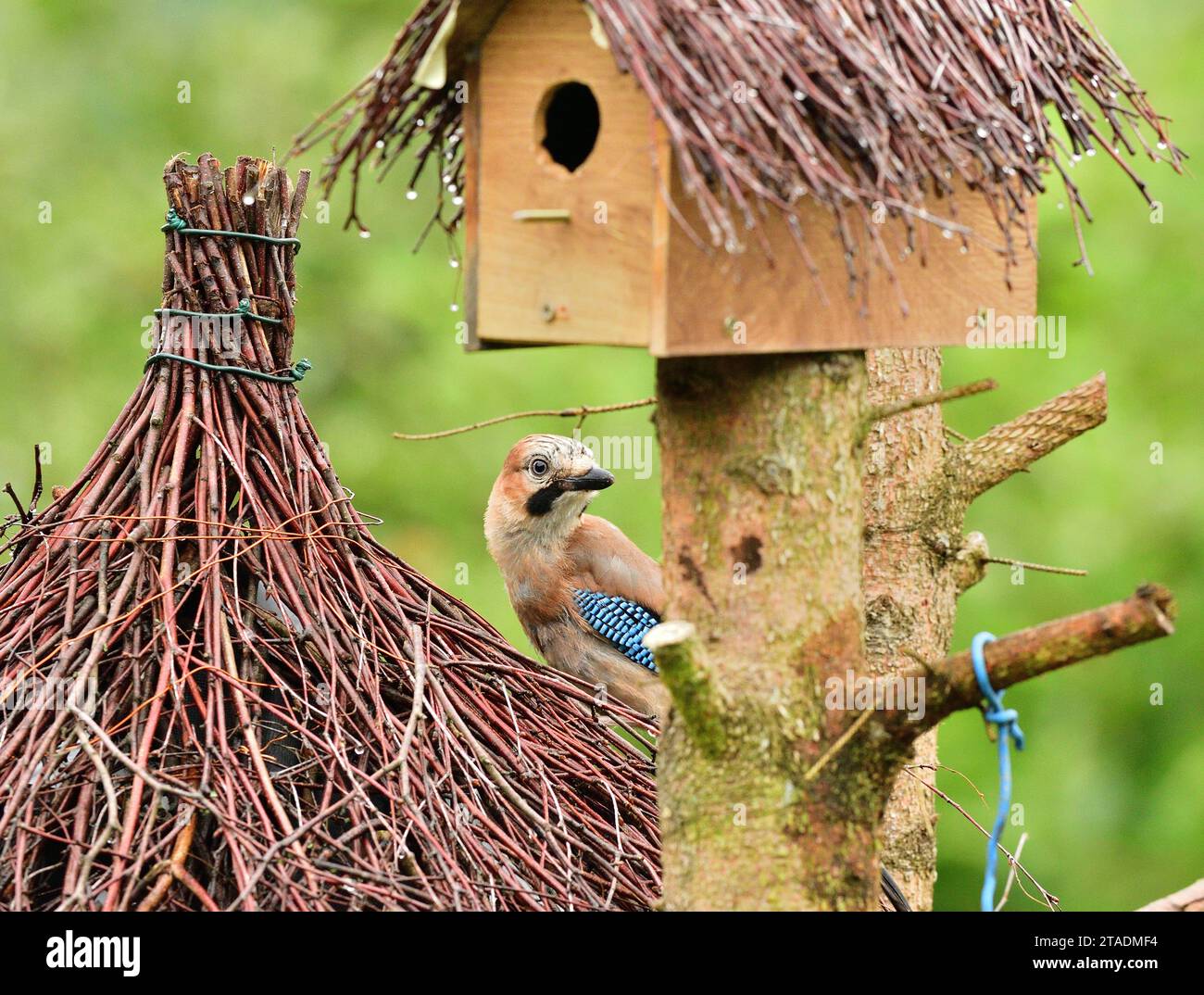 Fodder Rack Animals The Eurasian jay eats sunflowers seeds on the fodder rack while raining ...