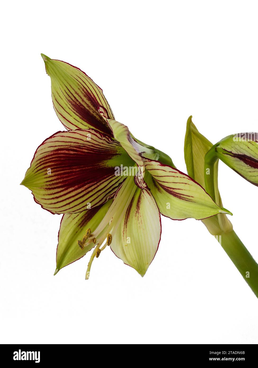 Exotic red streaked greenish white flowers of the tender butterfly amaryllis, Hippeastrum papilio, on a white background Stock Photo