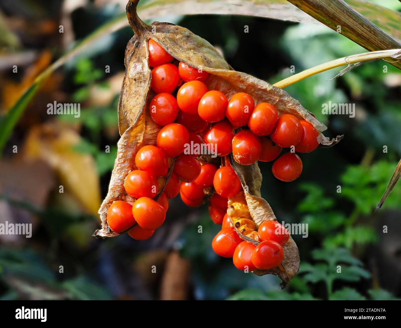 Autumn to winter display of the red berries of the yellow stinking iris, Iris foetidissima var citrina, in the seed pod Stock Photo