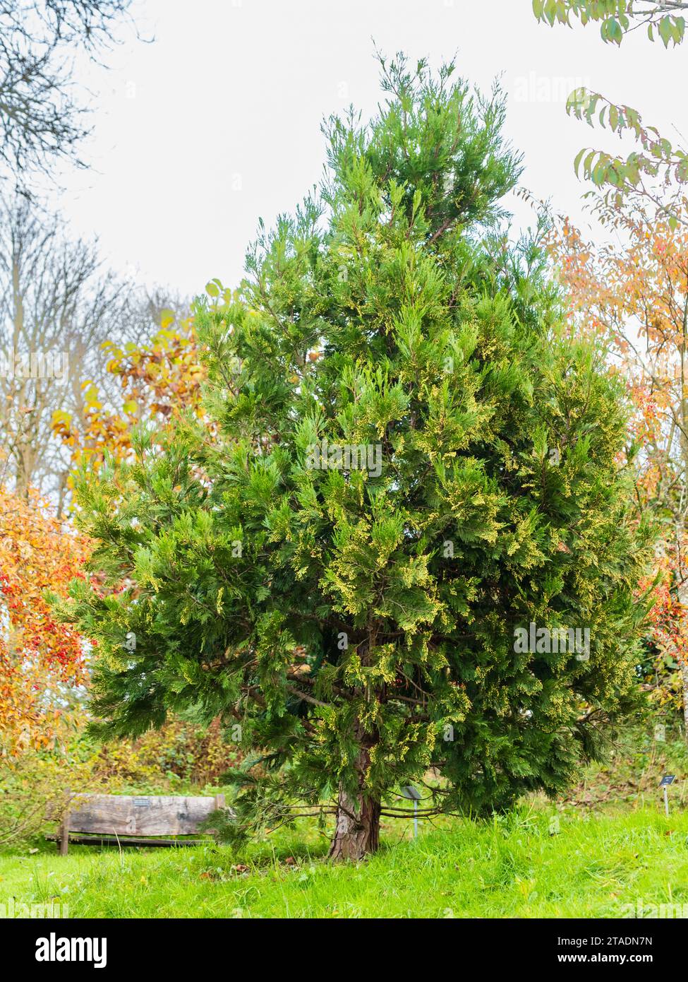 Young tree of the Californi incense cedar, Calocedrus decurrens 'Pillar' in a UK garden Stock Photo