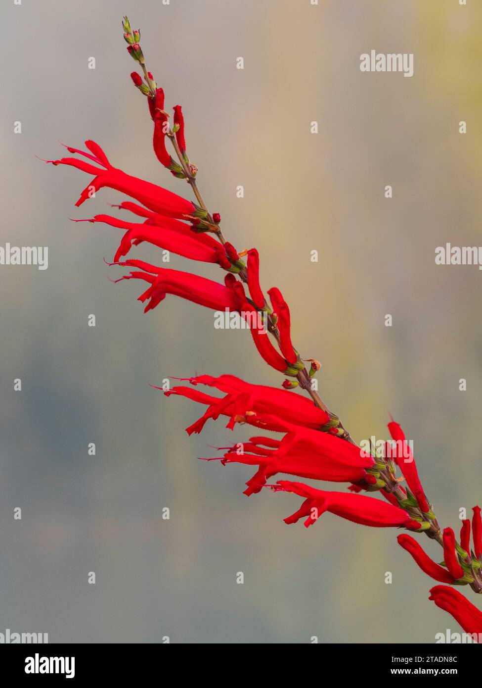 Red rubular flowers of the midsummer to autumn flowering pineapple sgae, Salvia elegans Stock Photo