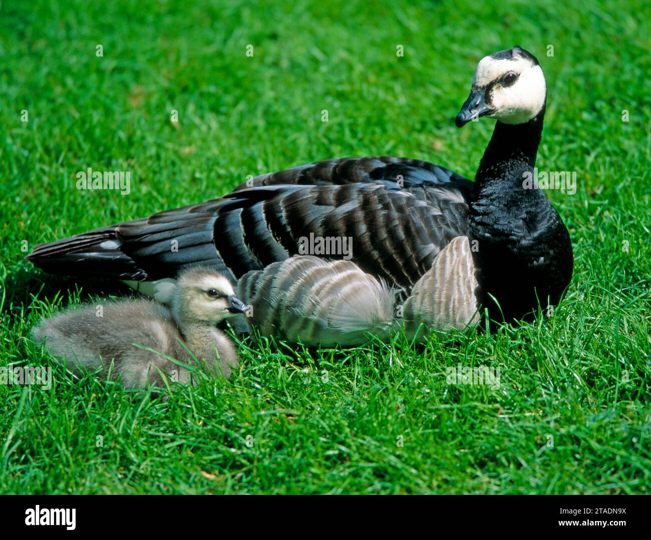 Die Brutplaetze der nordischen Weisswangengans oder Nonnengans, Branta