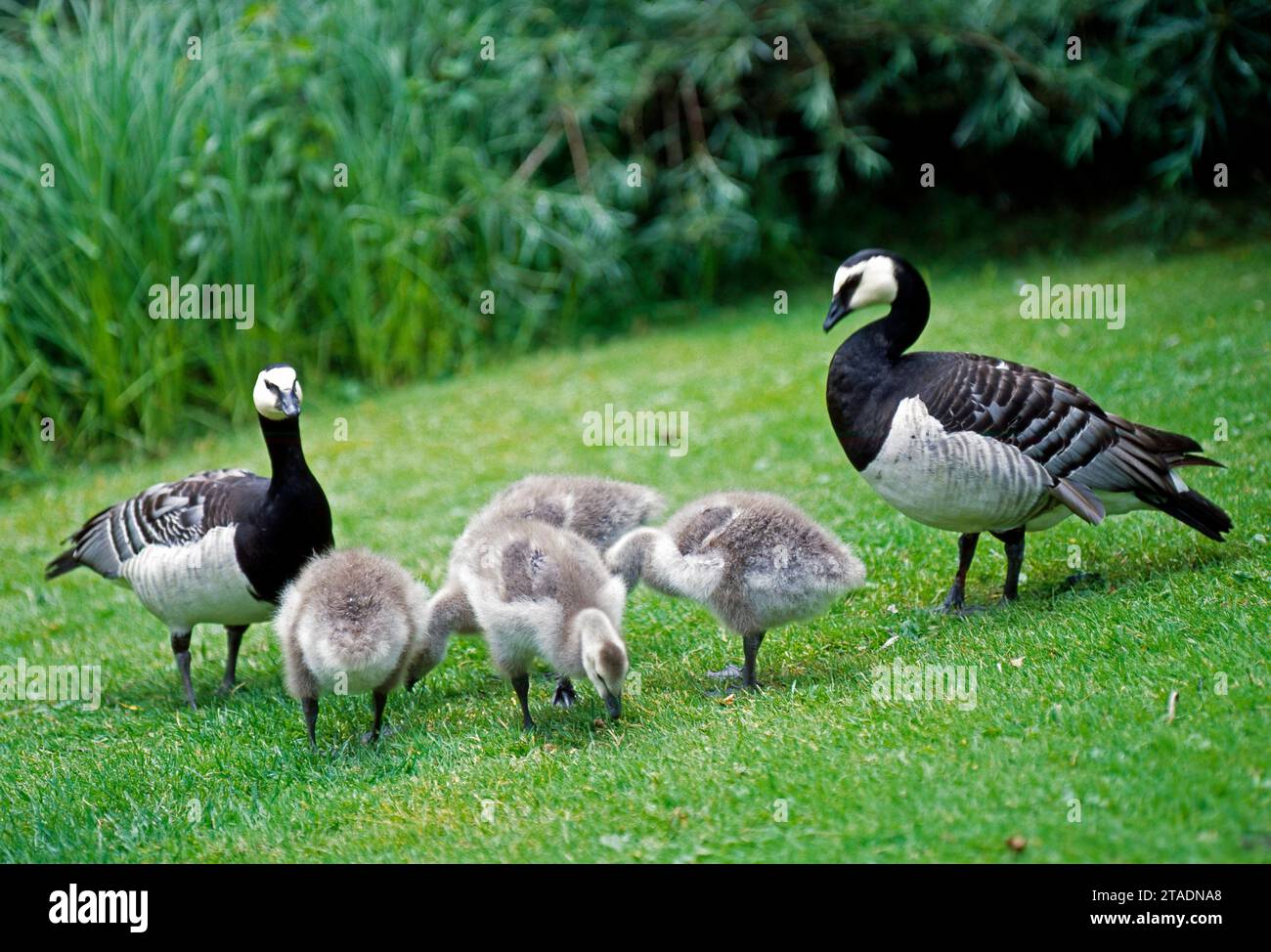 Russian white fronted goose hi res stock photography and images Alamy