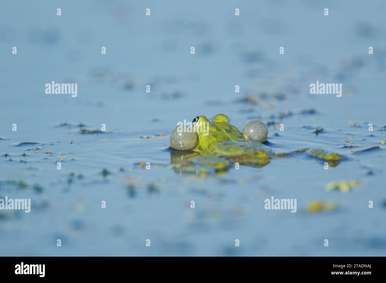 Marsh frog (Pelophylax ridibundus) (formerly Rana ridibunda) with vocal sacs inflated viewed in the Danube delta complex of lagoons water among vegeta Stock Photo