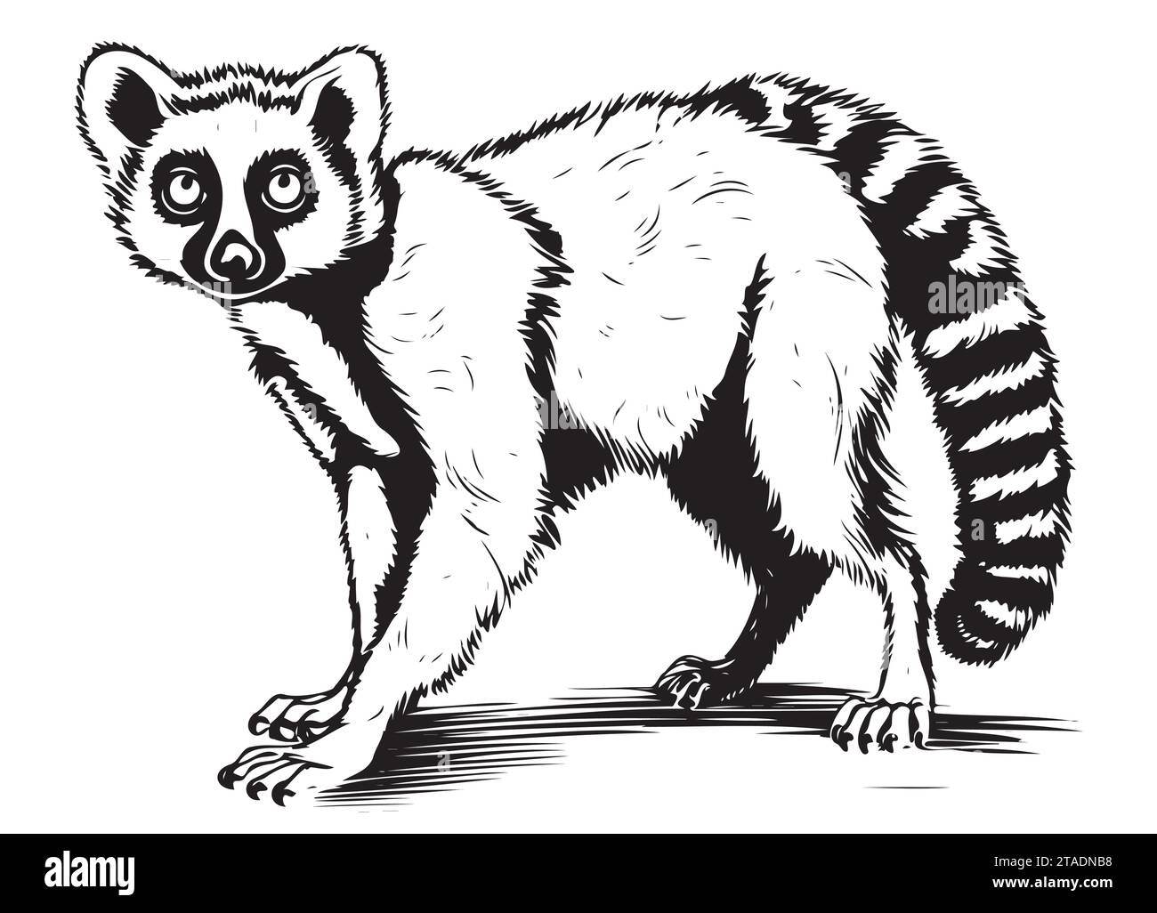 Lemur walking sketch hand drawn Vector illustration Stock Vector Image